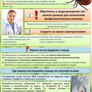 Алгоритм действий при укусе клеща